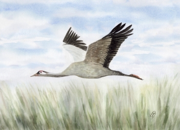 Postkarte DIN-A6 Folienmagnet Aquarell Maritim Kunst Druck Kunstdruck Ostsee Kranich im Flug Ostsee Darß Zingst